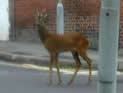 deer