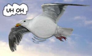 bloated gull