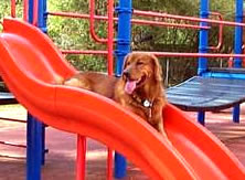 Slide dogs for the blind