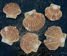 Damaged undersized scallops 