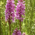 Wild Orchids