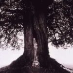 holy-trees