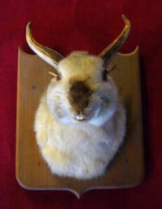 Horned Rabbit