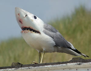 mutant-seagull