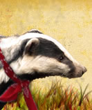 badger