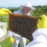 beekeeper