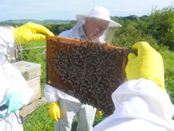 beekeeper