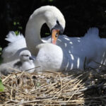 cygnet
