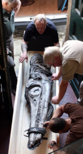 ichthyosaur-anning