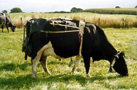 cows-nappies