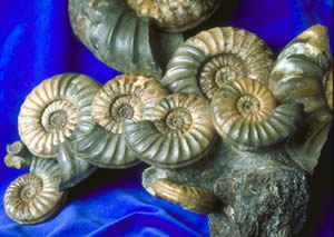 Calcite-Ammonite