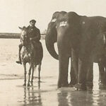 Elephants-Lyme