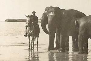 Elephants-Lyme