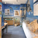 fossil-room