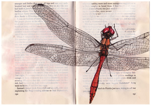 delphine-jones-dragonfly