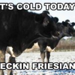 freisian