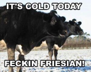 freisian