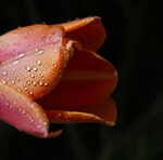 tulip