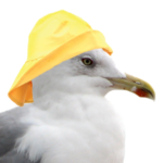 gull