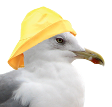 gull