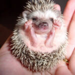 hedgehog