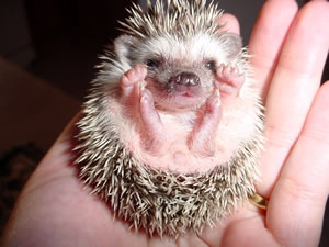 hedgehog