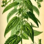 nettle_Urtica_dioica0