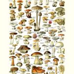 Mushrooms