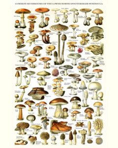Mushrooms